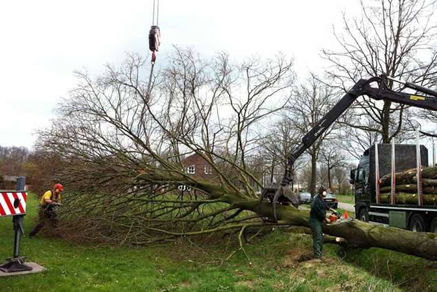 bomen kappen boom vellen boom rooien bomen uitdunnen bomen afzagen bomen kortwieken heloirt uUdenhout Tilburg Breda Ulvenhout Chaam vlak afzagen hovenier